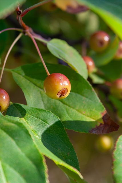 草坪以及观 草坪以及观